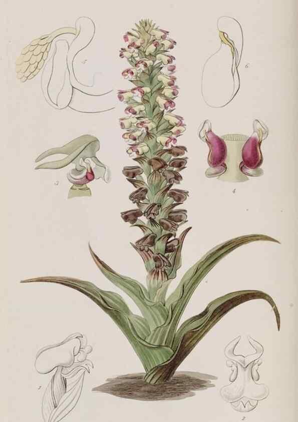 Reproducción/Reproduction 49817216138: Edwards's botanical register.. London :James Ridgway,1829-1847.. 