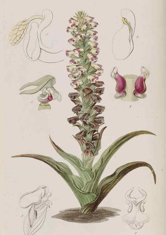 Reproducción/Reproduction 49817216138: Edwards's botanical register.. London :James Ridgway,1829-1847.. 