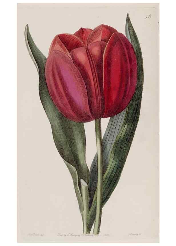 Reproducción/Reproduction 49818060277: Edwards's botanical register.. London :James Ridgway,1829-1847.. 