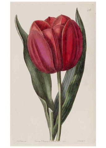 Reproducción/Reproduction 49818060277: Edwards's botanical register.. London :James Ridgway,1829-1847.. 