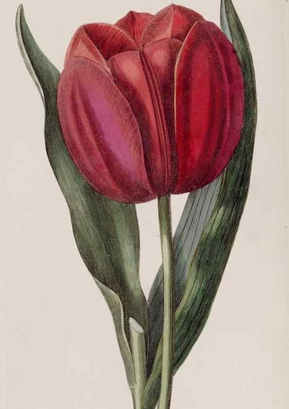 Reproducción/Reproduction 49818060277: Edwards's botanical register.. London :James Ridgway,1829-1847.. 