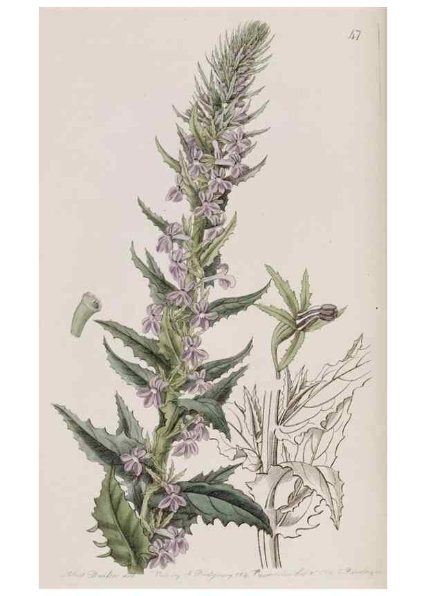 Reproducción/Reproduction 49817216808: Edwards's botanical register.. London :James Ridgway,1829-1847.. 