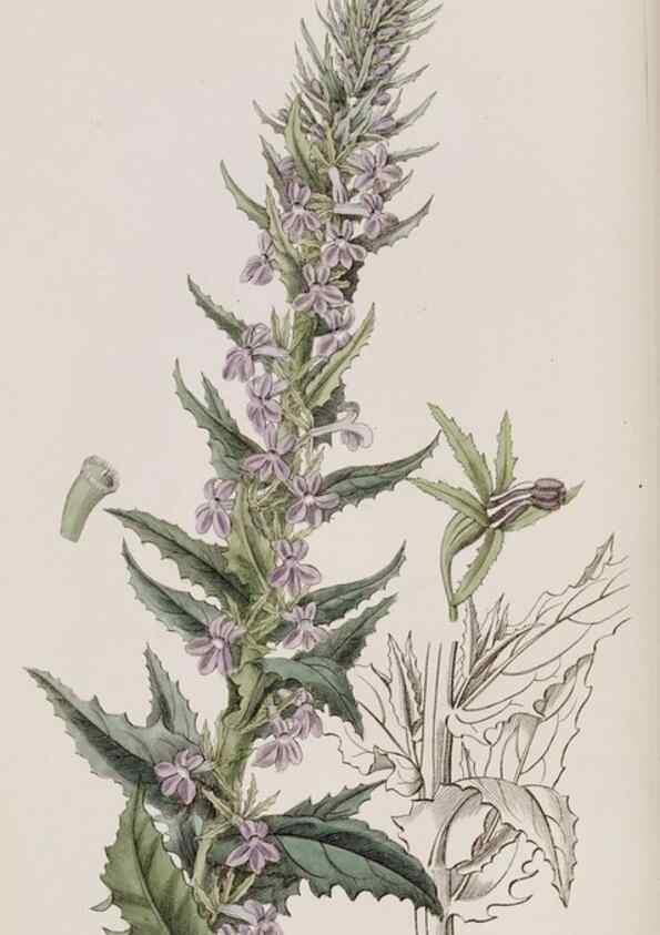 Reproducción/Reproduction 49817216808: Edwards's botanical register.. London :James Ridgway,1829-1847.. 
