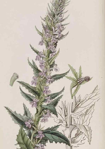 Reproducción/Reproduction 49817216808: Edwards's botanical register.. London :James Ridgway,1829-1847.. 