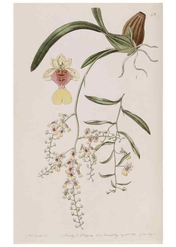 Reproducción/Reproduction 49817217143: Edwards's botanical register.. London :James Ridgway,1829-1847.. 