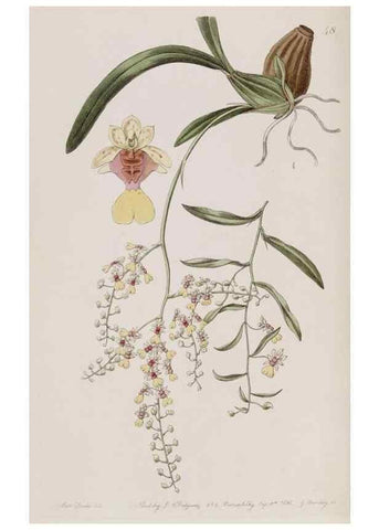 Reproducción/Reproduction 49817217143: Edwards's botanical register.. London :James Ridgway,1829-1847.. 