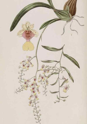 Reproducción/Reproduction 49817217143: Edwards's botanical register.. London :James Ridgway,1829-1847.. 