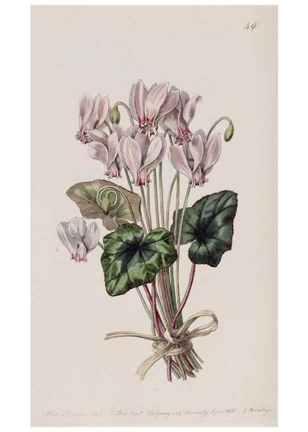 Reproducción/Reproduction 49817217463: Edwards's botanical register.. London :James Ridgway,1829-1847.. 