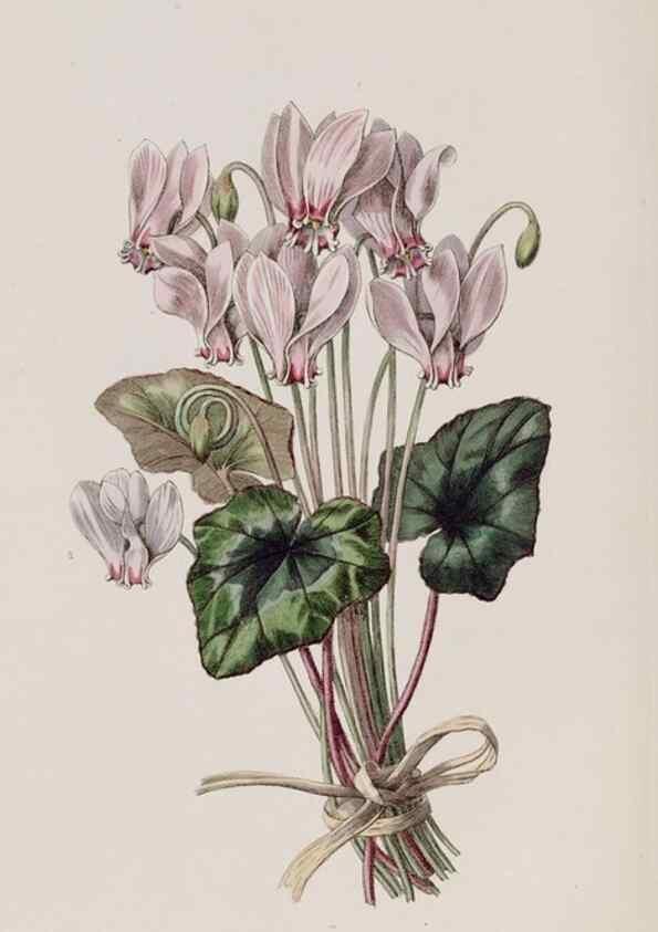 Reproducción/Reproduction 49817217463: Edwards's botanical register.. London :James Ridgway,1829-1847.. 