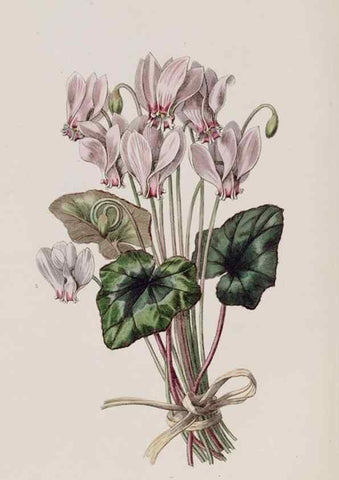 Reproducción/Reproduction 49817217463: Edwards's botanical register.. London :James Ridgway,1829-1847.. 