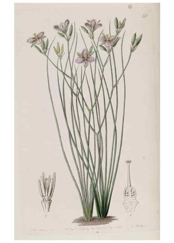 Reproducción/Reproduction 49818061747: Edwards's botanical register.. London :James Ridgway,1829-1847.. 