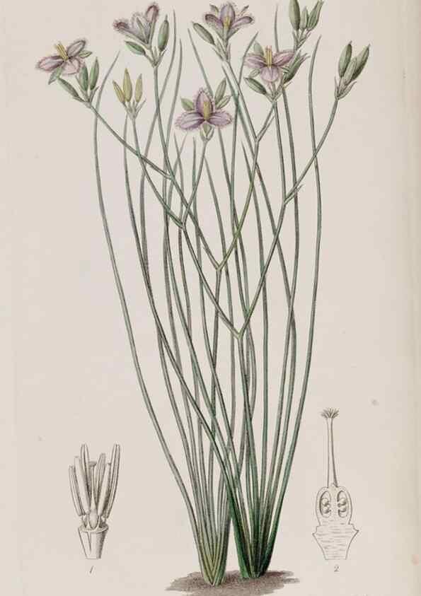 Reproducción/Reproduction 49818061747: Edwards's botanical register.. London :James Ridgway,1829-1847.. 