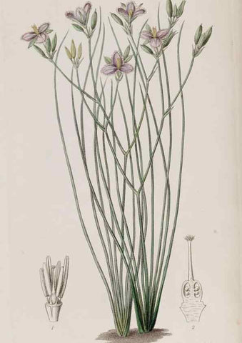Reproducción/Reproduction 49818061747: Edwards's botanical register.. London :James Ridgway,1829-1847.. 