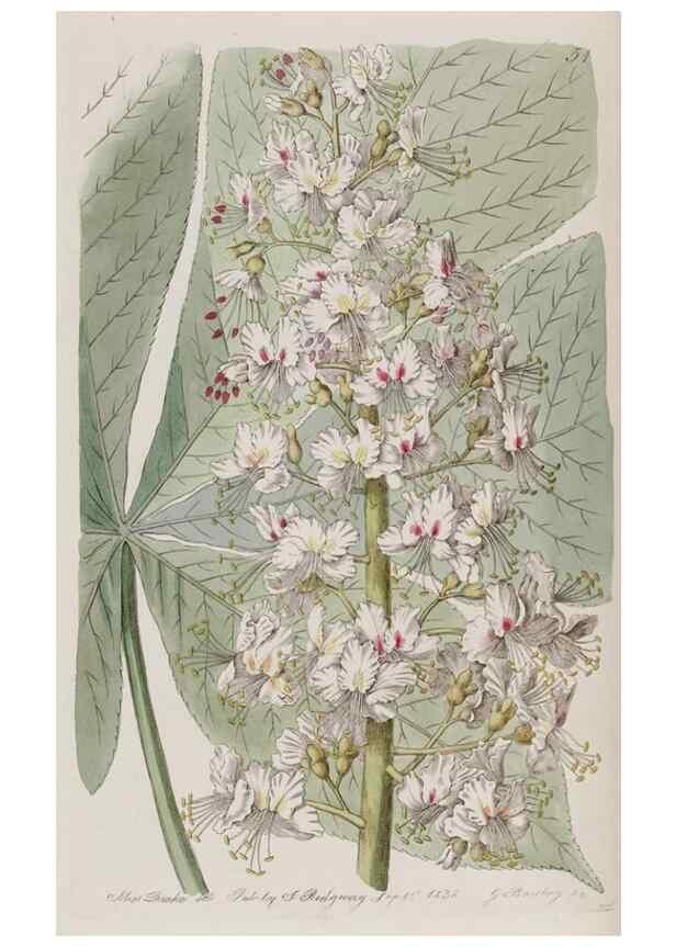 Reproducción/Reproduction 49817218228: Edwards's botanical register.. London :James Ridgway,1829-1847.. 