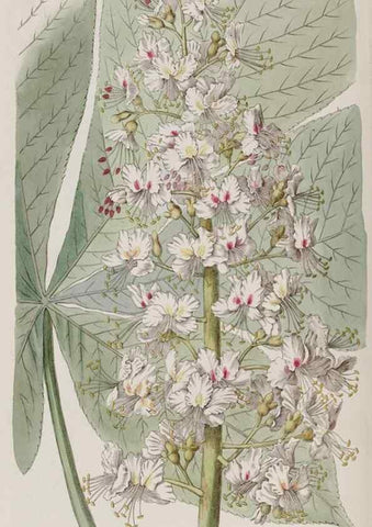 Reproducción/Reproduction 49817218228: Edwards's botanical register.. London :James Ridgway,1829-1847.. 