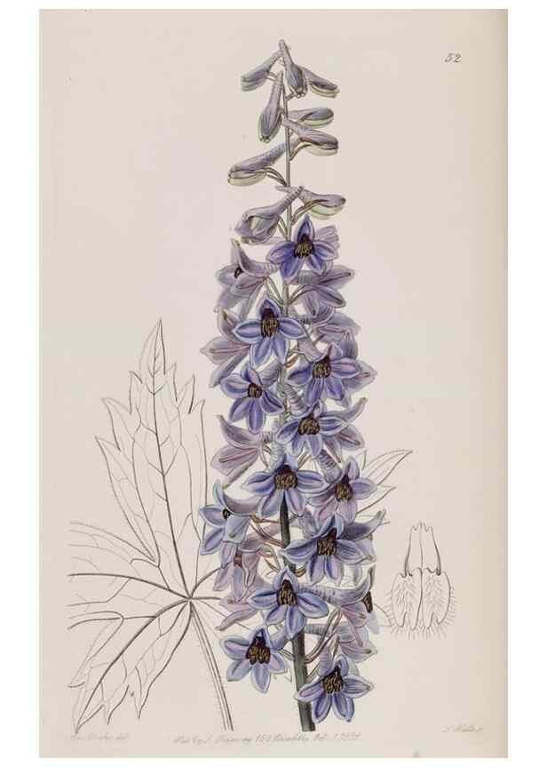 Reproducción/Reproduction 49817755316: Edwards's botanical register.. London :James Ridgway,1829-1847.. 