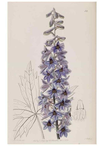 Reproducción/Reproduction 49817755316: Edwards's botanical register.. London :James Ridgway,1829-1847.. 