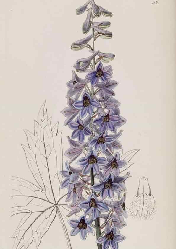 Reproducción/Reproduction 49817755316: Edwards's botanical register.. London :James Ridgway,1829-1847.. 