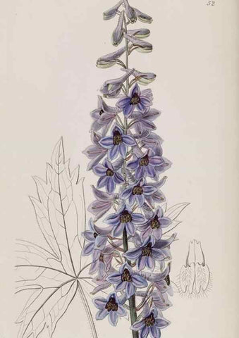Reproducción/Reproduction 49817755316: Edwards's botanical register.. London :James Ridgway,1829-1847.. 