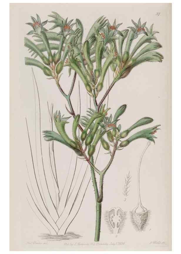 Reproducción/Reproduction 49817212838: Edwards's botanical register.. London :James Ridgway,1829-1847.. 