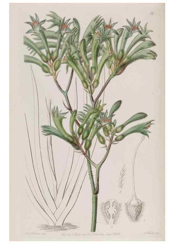 Reproducción/Reproduction 49817212838: Edwards's botanical register.. London :James Ridgway,1829-1847.. 