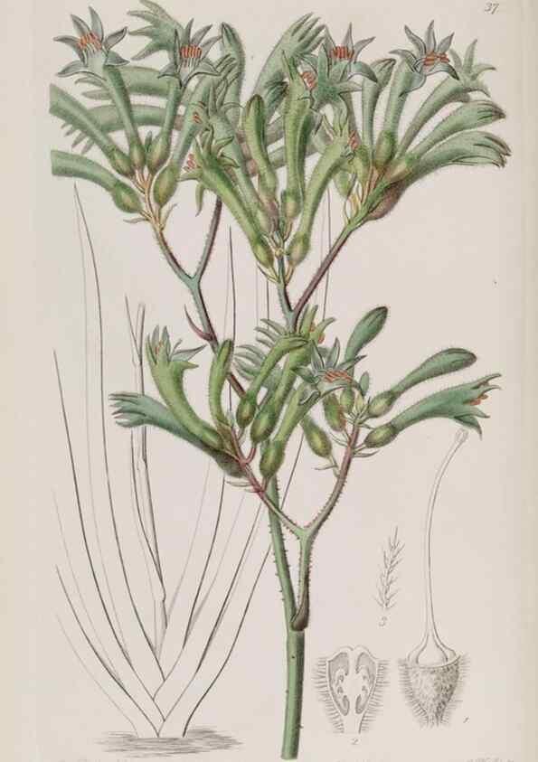Reproducción/Reproduction 49817212838: Edwards's botanical register.. London :James Ridgway,1829-1847.. 