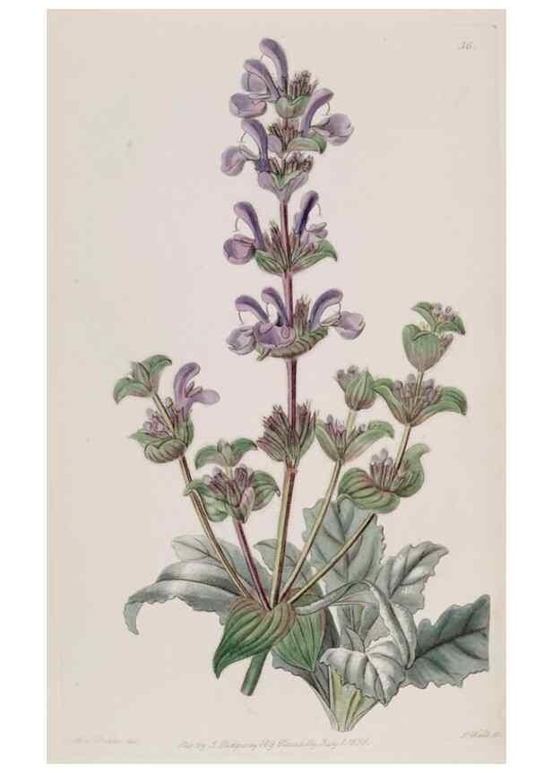 Reproducción/Reproduction 49817748841: Edwards's botanical register.. London :James Ridgway,1829-1847.. 