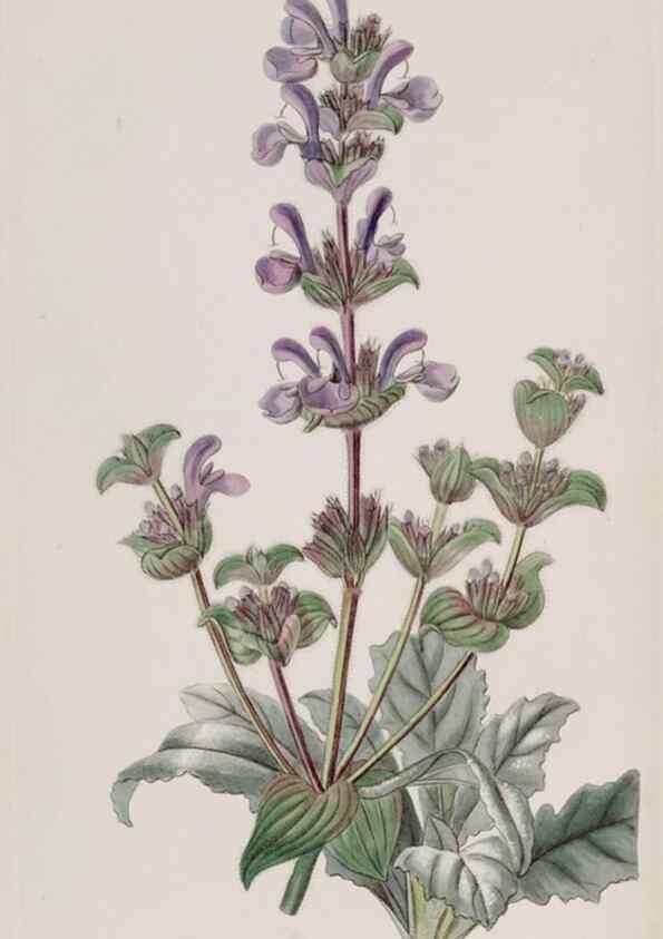 Reproducción/Reproduction 49817748841: Edwards's botanical register.. London :James Ridgway,1829-1847.. 