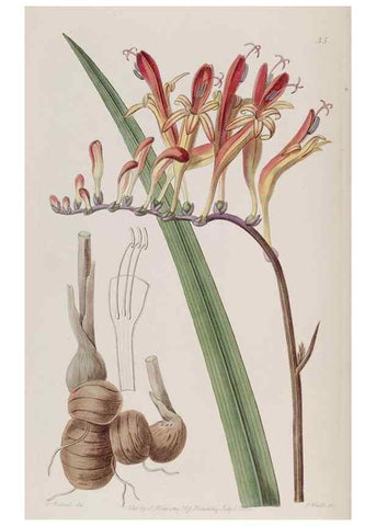 Reproducción/Reproduction 49817748496: Edwards's botanical register.. London :James Ridgway,1829-1847.. 