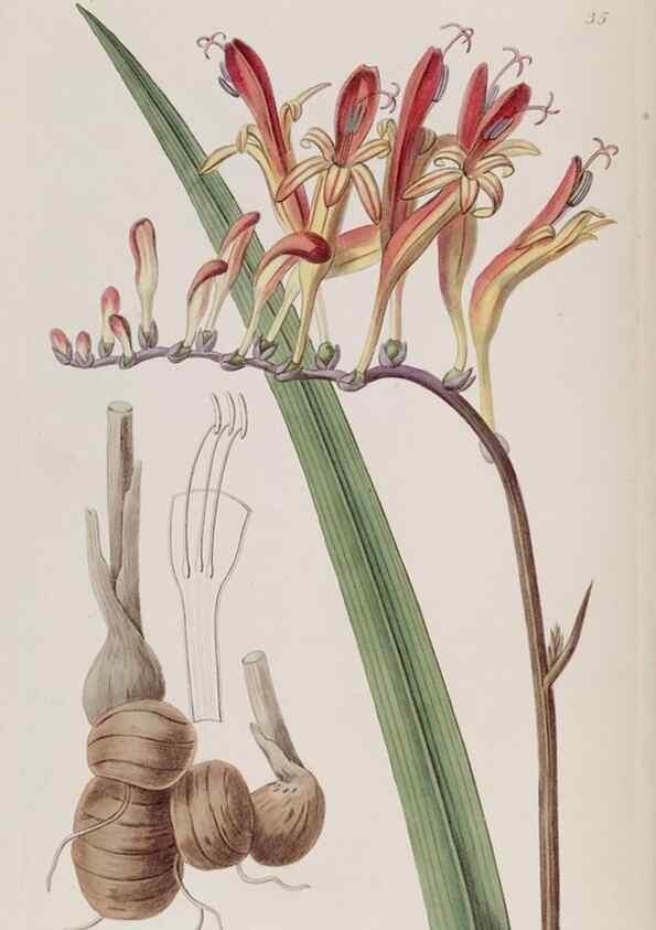 Reproducción/Reproduction 49817748496: Edwards's botanical register.. London :James Ridgway,1829-1847.. 