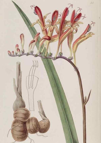Reproducción/Reproduction 49817748496: Edwards's botanical register.. London :James Ridgway,1829-1847.. 