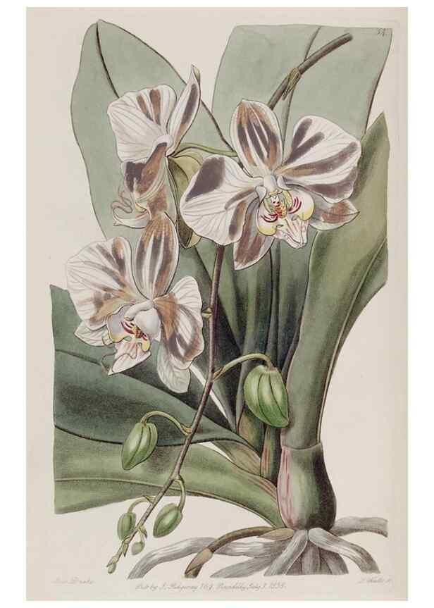 Reproducción/Reproduction 49817211793: Edwards's botanical register.. London :James Ridgway,1829-1847.. 