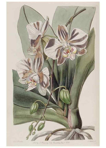 Reproducción/Reproduction 49817211793: Edwards's botanical register.. London :James Ridgway,1829-1847.. 