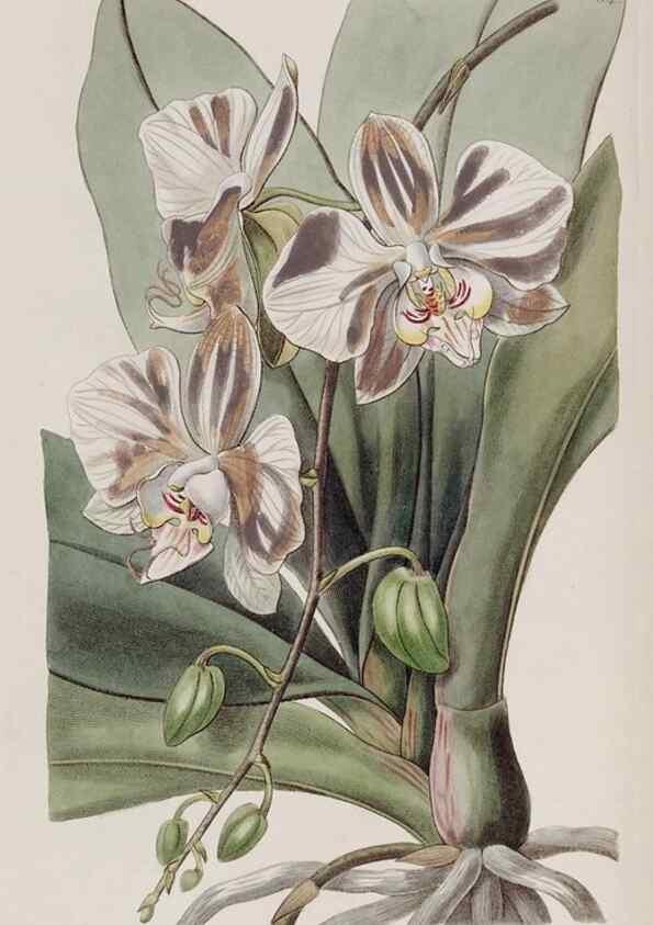 Reproducción/Reproduction 49817211793: Edwards's botanical register.. London :James Ridgway,1829-1847.. 