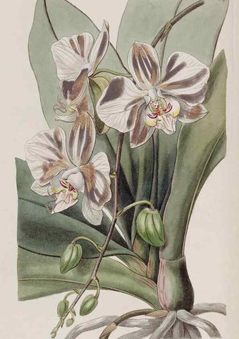 Reproducción/Reproduction 49817211793: Edwards's botanical register.. London :James Ridgway,1829-1847.. 