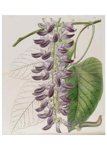 Reproducción/Reproduction 49817204968: Edwards's botanical register.. London :James Ridgway,1829-1847.. 