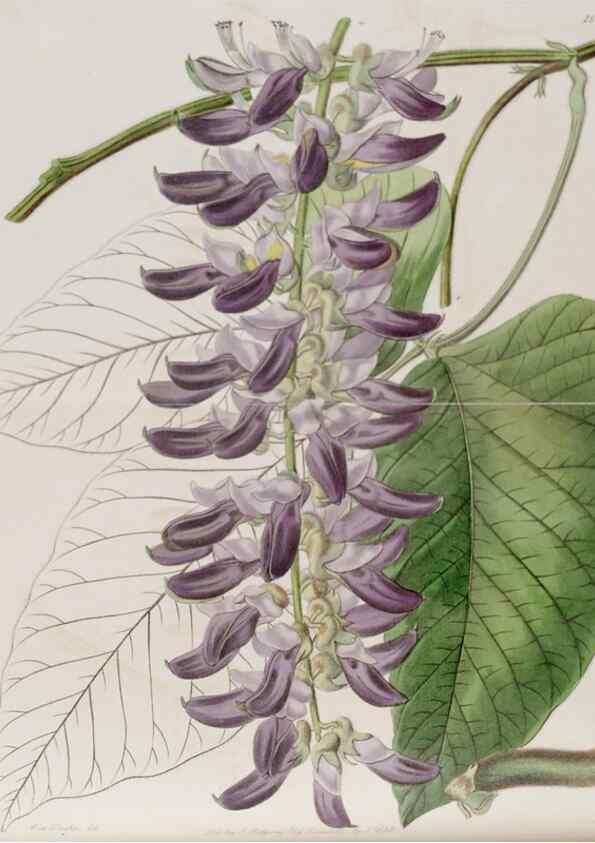 Reproducción/Reproduction 49817204968: Edwards's botanical register.. London :James Ridgway,1829-1847.. 