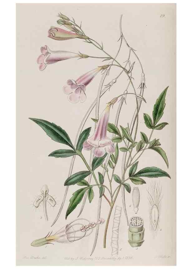 Reproducción/Reproduction 49817741566: Edwards's botanical register.. London :James Ridgway,1829-1847.. 