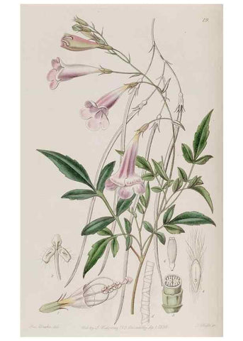 Reproducción/Reproduction 49817741566: Edwards's botanical register.. London :James Ridgway,1829-1847.. 
