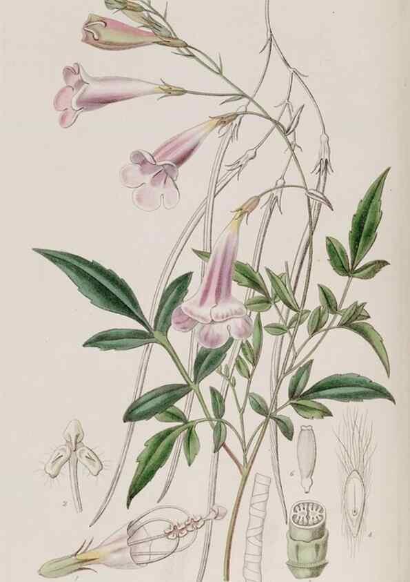 Reproducción/Reproduction 49817741566: Edwards's botanical register.. London :James Ridgway,1829-1847.. 