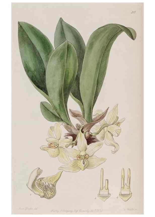 Reproducción/Reproduction 49817741981: Edwards's botanical register.. London :James Ridgway,1829-1847.. 