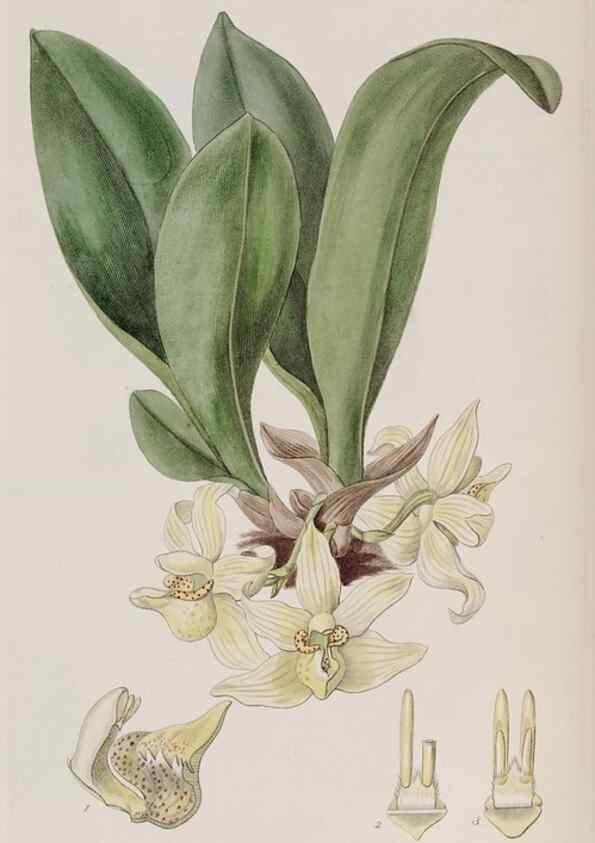Reproducción/Reproduction 49817741981: Edwards's botanical register.. London :James Ridgway,1829-1847.. 