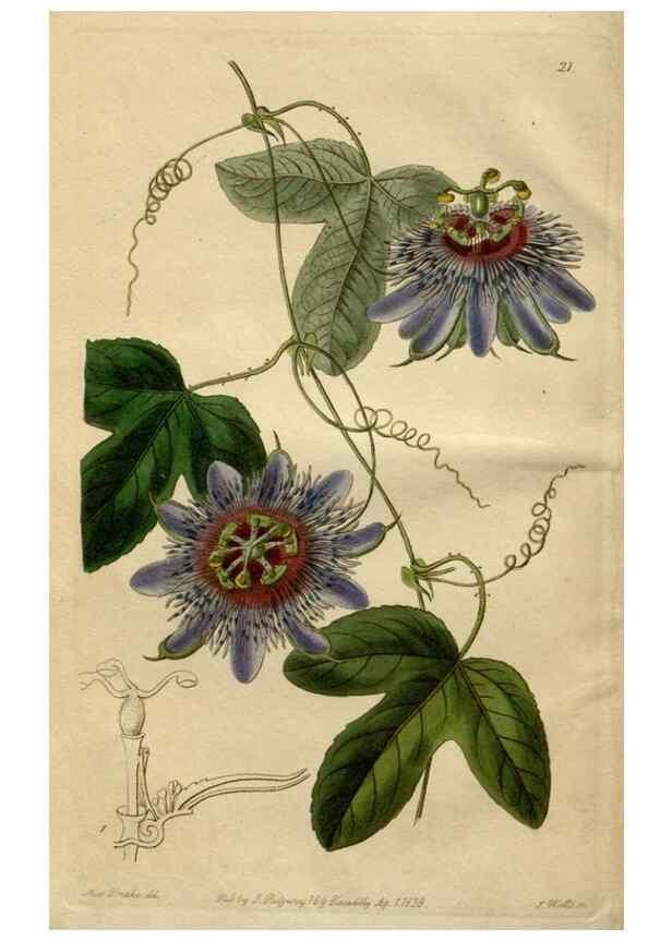 Reproducción/Reproduction 49817742691: Edwards's botanical register.. London :James Ridgway,1829-1847.. 