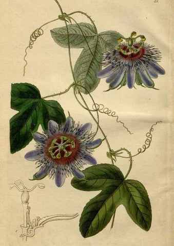 Reproducción/Reproduction 49817742691: Edwards's botanical register.. London :James Ridgway,1829-1847.. 