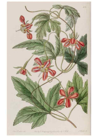 Reproducción/Reproduction 49817743131: Edwards's botanical register.. London :James Ridgway,1829-1847.. 