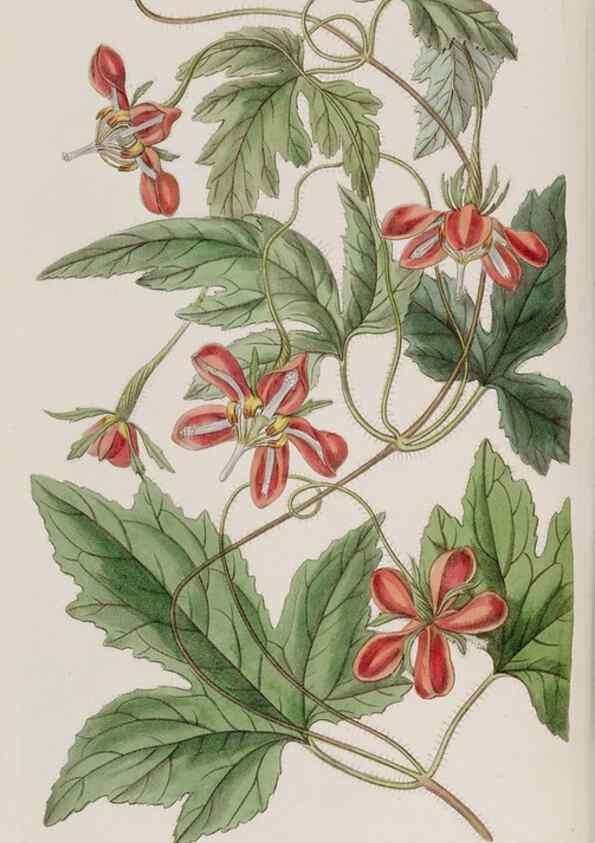 Reproducción/Reproduction 49817743131: Edwards's botanical register.. London :James Ridgway,1829-1847.. 