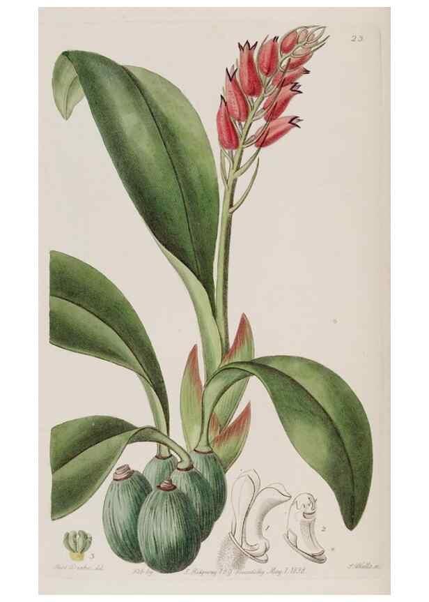 Reproducción/Reproduction 49817743571: Edwards's botanical register.. London :James Ridgway,1829-1847.. 