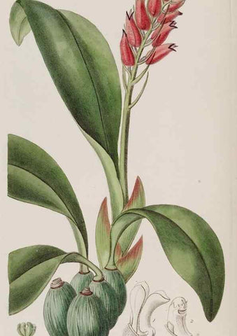 Reproducción/Reproduction 49817743571: Edwards's botanical register.. London :James Ridgway,1829-1847.. 
