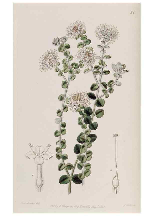 Reproducción/Reproduction 49818051662: Edwards's botanical register.. London :James Ridgway,1829-1847.. 