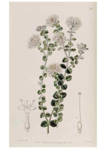 Reproducción/Reproduction 49818051662: Edwards's botanical register.. London :James Ridgway,1829-1847.. 